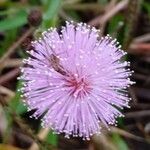 Mimosa pudicaᱵᱟᱦᱟ