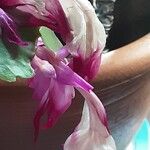 Schlumbergera truncata Цвят