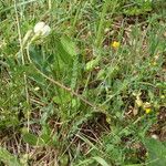 Vicia hybrida आदत