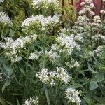 Centranthus ruber Flower