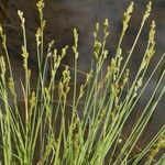 Carex canescens आदत