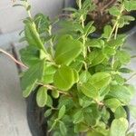 Vaccinium vitis-idaea Leaf