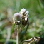 Antennaria parvifolia Flor