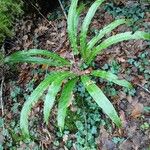 Asplenium scolopendrium Libunga