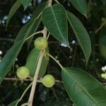 Ficus cordata Fruto