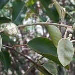 Capparis quiniflora Kvet