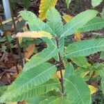 Castanea pumila Leaf