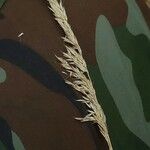 Calamagrostis arundinacea Mbuma