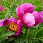 Paeonia mascula പുഷ്പം
