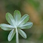 Alchemilla hoppeana Leaf