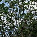 Dombeya acutangula অভ্যাস