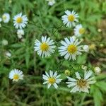 Tripolium pannonicum 花