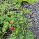 Rubus spectabilis Frukto