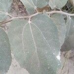 Helicteres baruensis Yaprak
