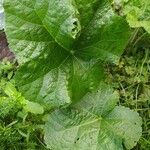 Alcea rosea Leaf