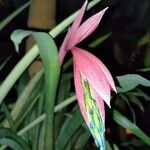 Billbergia nutansFlower