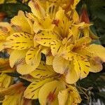 Alstroemeria ligtuFlors