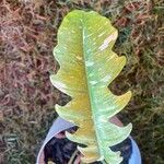 Philodendron bipennifolium Folha
