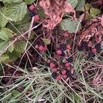 Rubus divaricatus Fruit