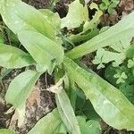 Calendula officinalisLeaf