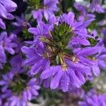 Scaevola aemulaCvet