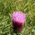 Cirsium andersonii Flor