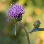 Cirsium oligophyllum Flor