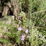 Campylanthus salsoloides Flower