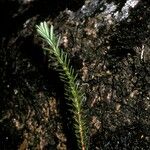 Fitzroya cupressoides Yeri