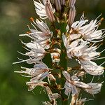 Asphodelus albus Kwiat