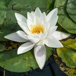 Nymphaea alba L.Kvet