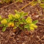 Acanthospermum australe Fruit