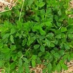 Medicago rigidula Leaf