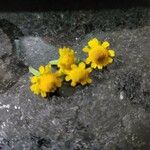 Acmella pusilla Fleur