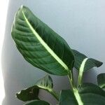 Dieffenbachia oerstedii Liść