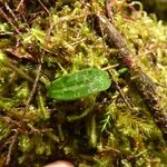 Cynorkis coccinelloides Leaf