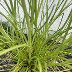 Eryngium aquaticum Leaf