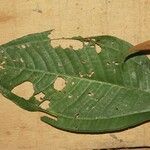 Miconia elata Blatt