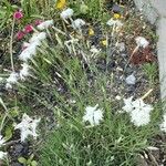 Dianthus arenarius Habitus