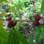 Melochia nodiflora Fiore