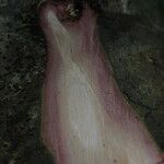 Hylodendron gabunense Corteza