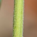 Baptisia bracteata Bark