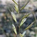 Helictochloa bromoides Flower