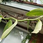 Vanilla planifolia Συνήθη χαρακτηριστικά