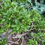 Ilex crenata Leaf