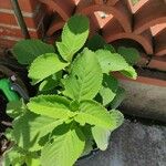 Plectranthus barbatus Leaf