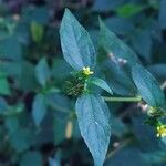 Synedrella nodiflora Feuille