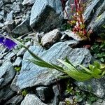 Campanula serrata Leaf