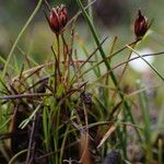 Juncus duthiei Habitat