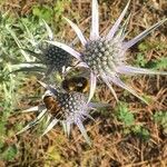 Eryngium bourgatii Λουλούδι